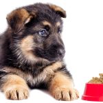 What is the Best Diet for a German Shepherd Puppy?