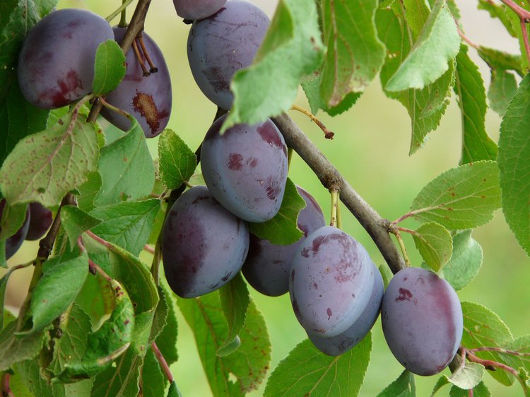 7 Health Benefits of Plums and Prunes