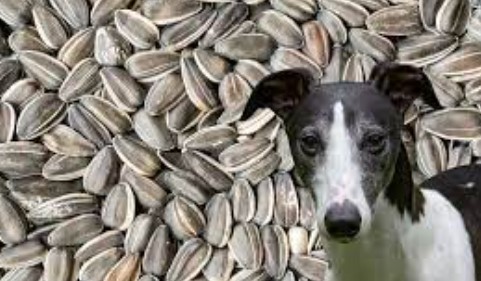 Can Dogs Eat Sunflower Seeds