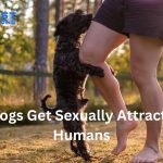 Can dogs get sexually attracted to humans