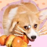 Can Dogs Have Pears