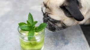 Can Dogs Have Mint